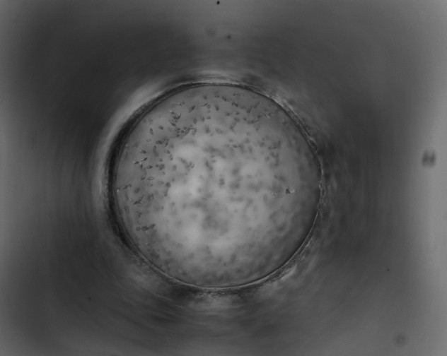 X0000102860343200809021429