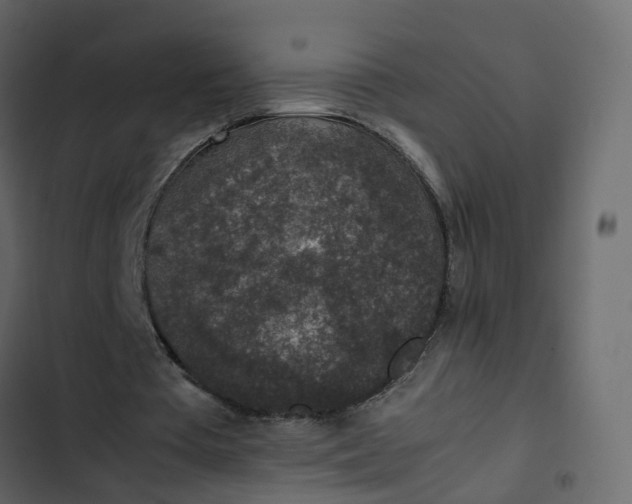 X0000102860385200809021429