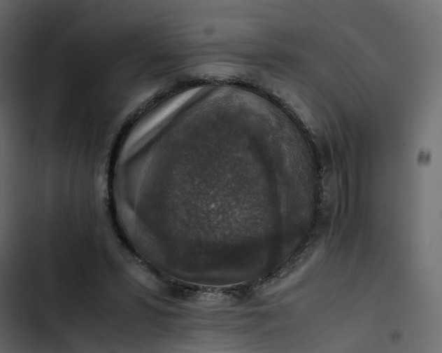 X0000102860399200809021429