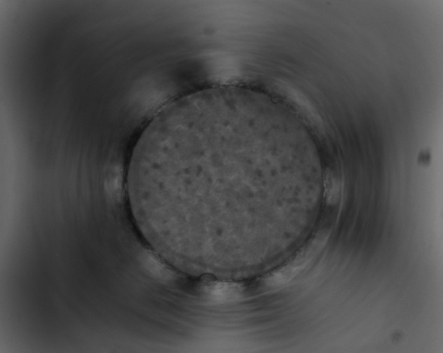 X0000102860670200809021425