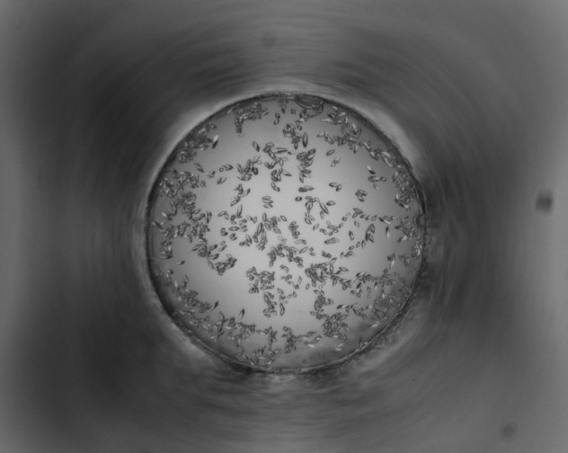 X0000102860903200809021421