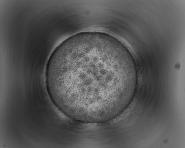 X0000102860990200809021420