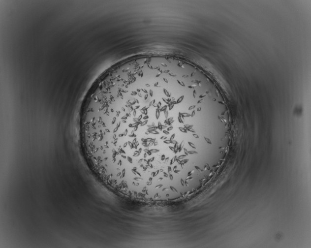 X0000102861083200809021419