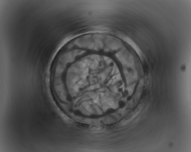 X0000102861099200809021418