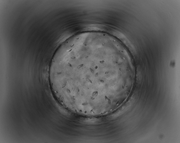 X0000102861233200809021417