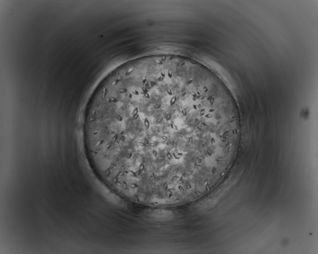 X0000102861235200809021417