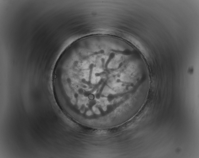 X0000102861283200809021416