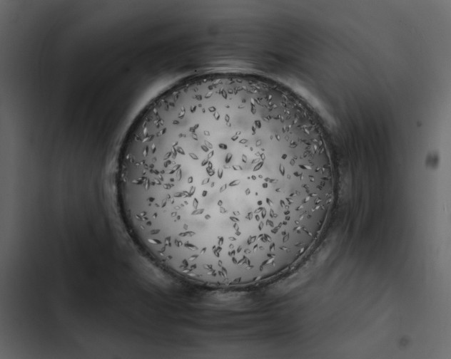 X0000102861325200809021415