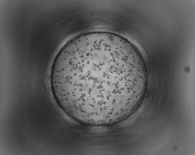 X0000102861333200809021415