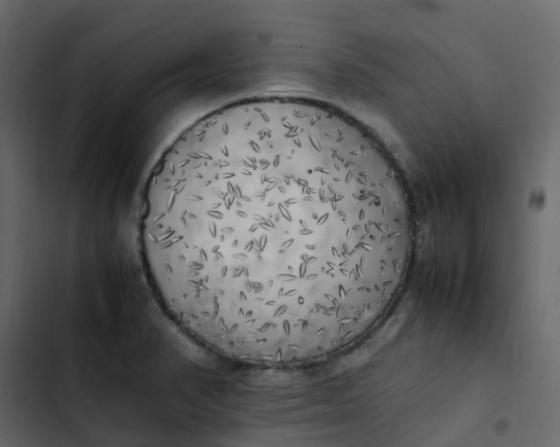 X0000102861374200809021415