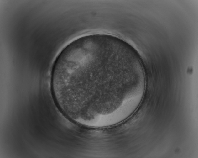 X0000102861508200809021412