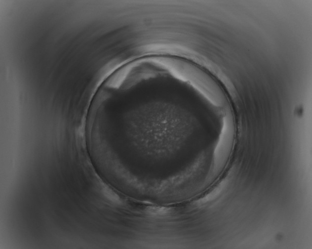 X0000102861529200809021413