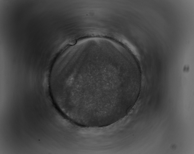 X0000102860009200809081317