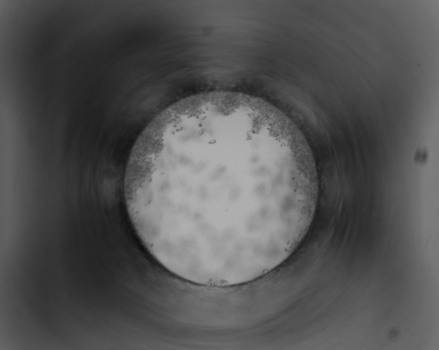 X0000102860034200809081316