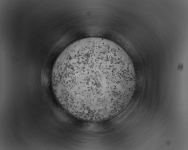 X0000102860074200809081316