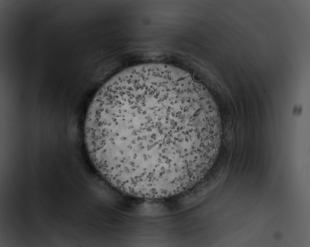 X0000102860270200809081313