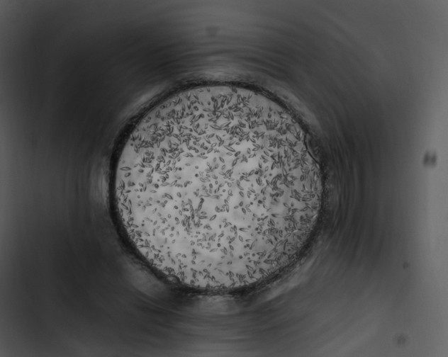 X0000102860446200809081310