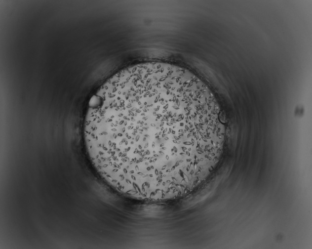 X0000102860462200809081310