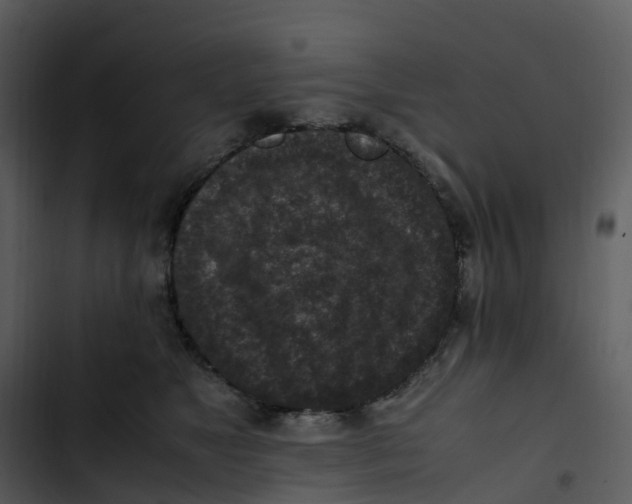 X0000102860517200809081309