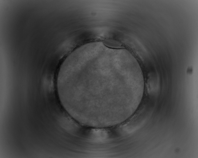 X0000102860520200809081309