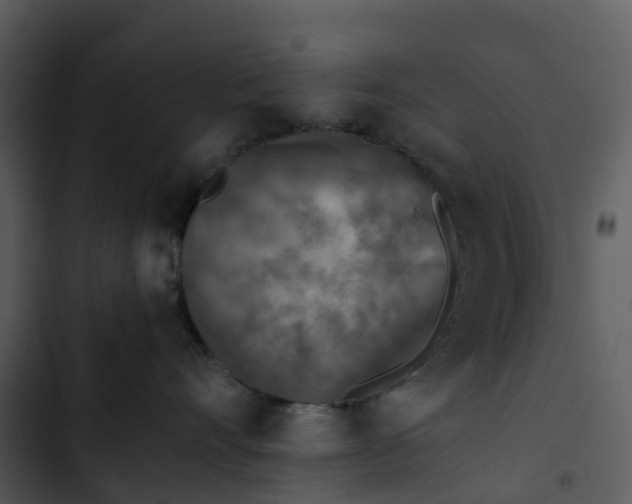 X0000102860528200809081309