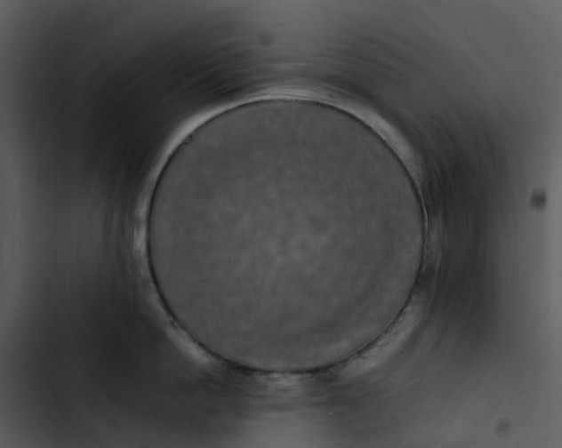 X0000102860862200809081305