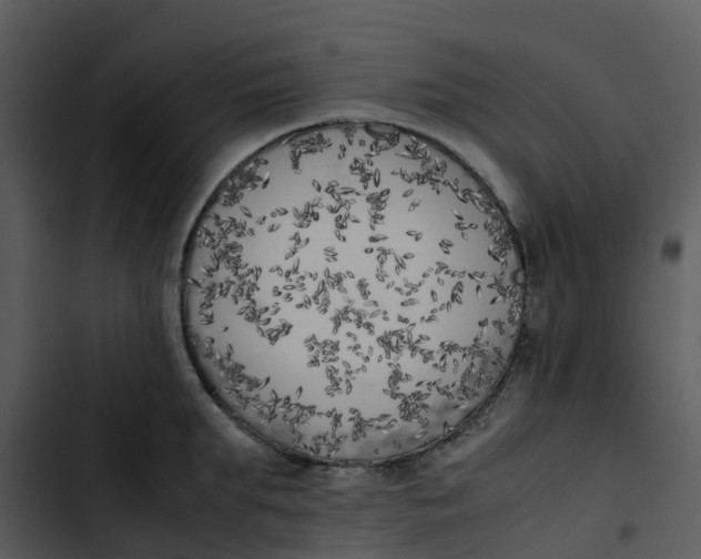 X0000102860903200809081303