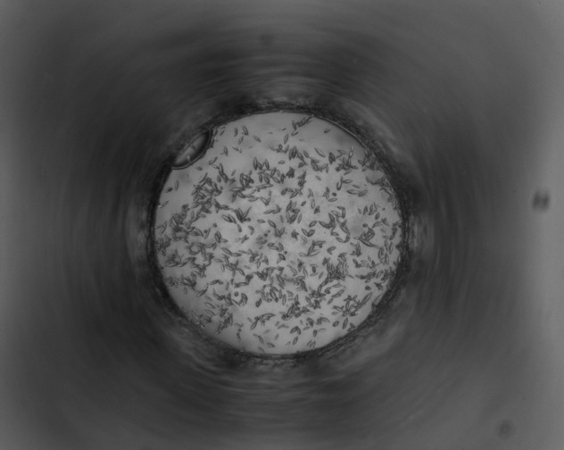 X0000102860915200809081303