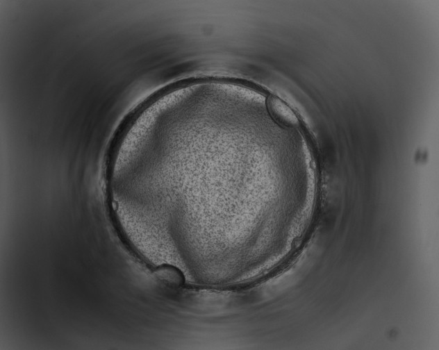 X0000102860981200809081302