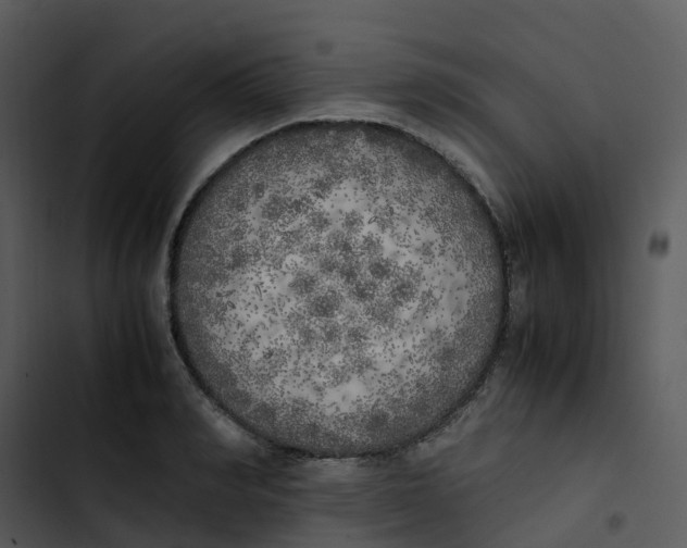 X0000102860990200809081302