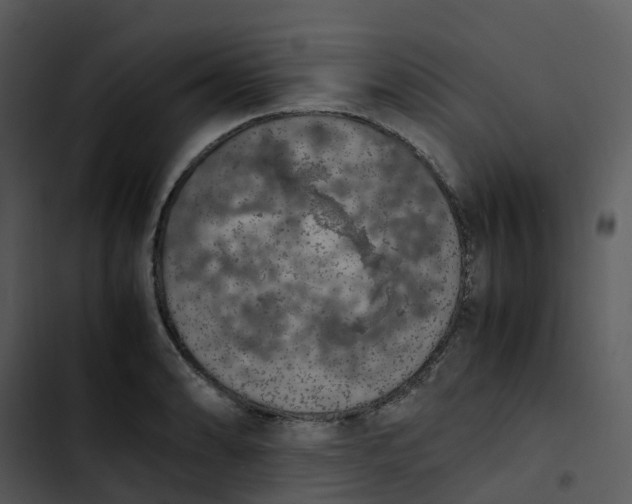 X0000102861086200809081301