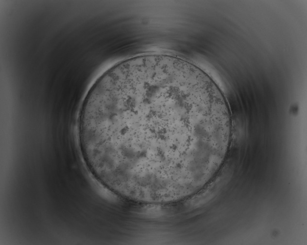 X0000102861098200809081300