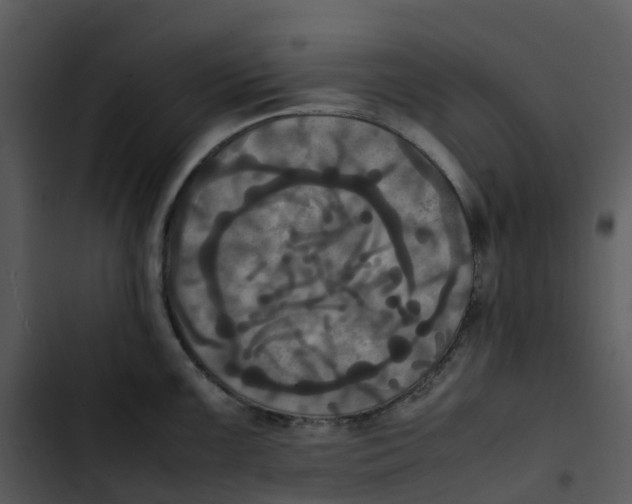 X0000102861099200809081300