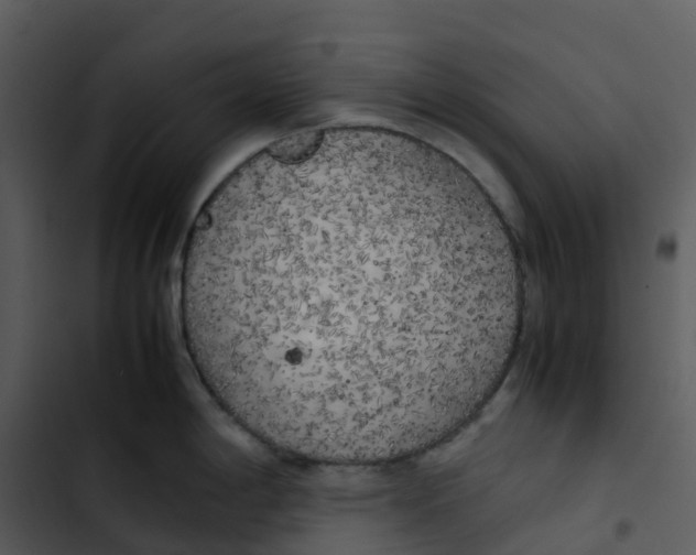 X0000102861198200809081259