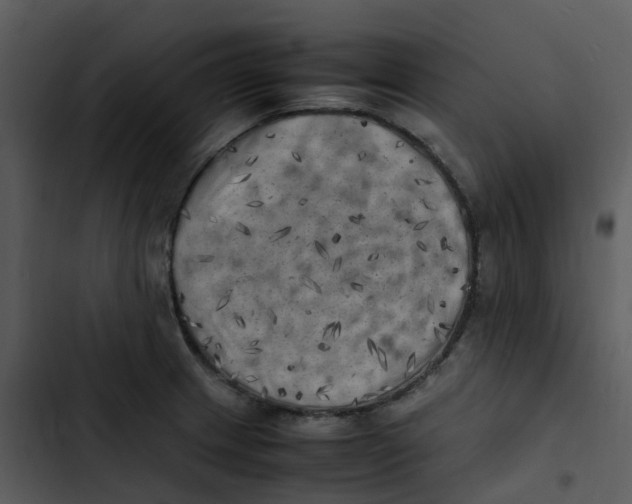 X0000102861233200809081259