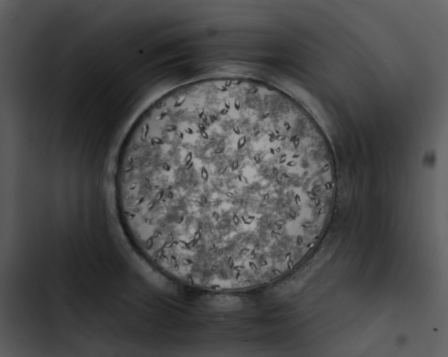 X0000102861235200809081259