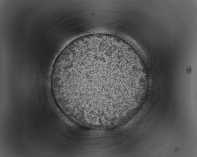 X0000102861236200809081259