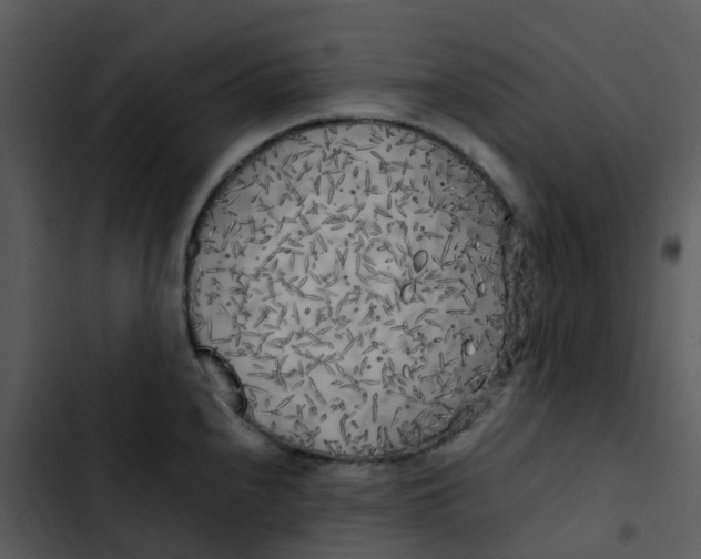 X0000102861240200809081259