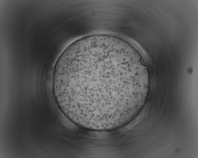 X0000102861244200809081259