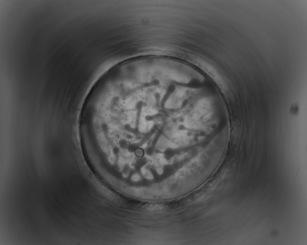 X0000102861283200809081258