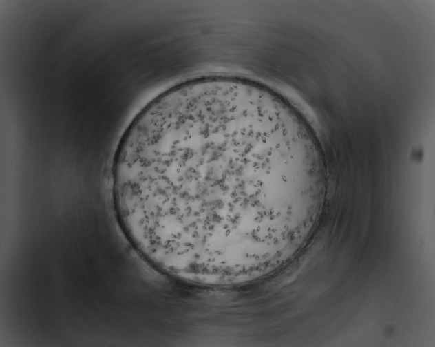 X0000102861287200809081258