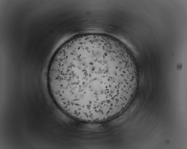 X0000102861325200809081257