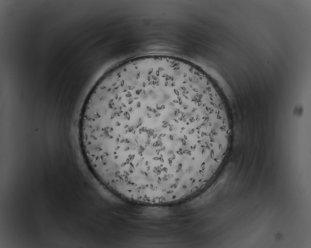 X0000102861333200809081257