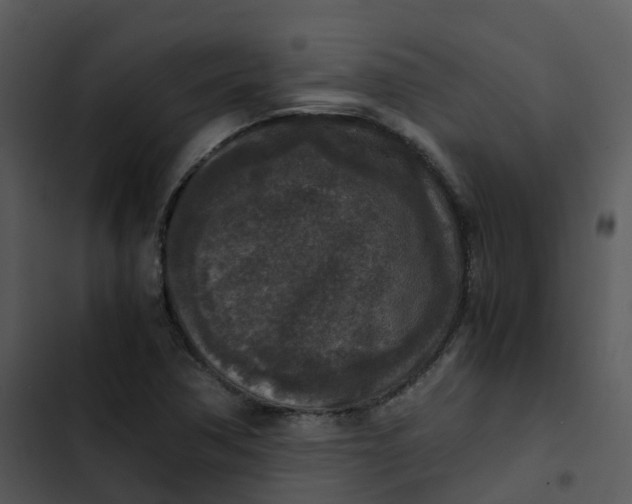 X0000102861362200809081257