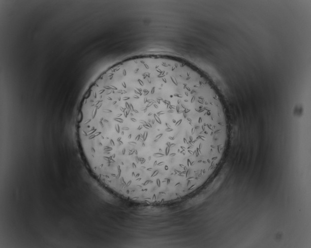 X0000102861374200809081256