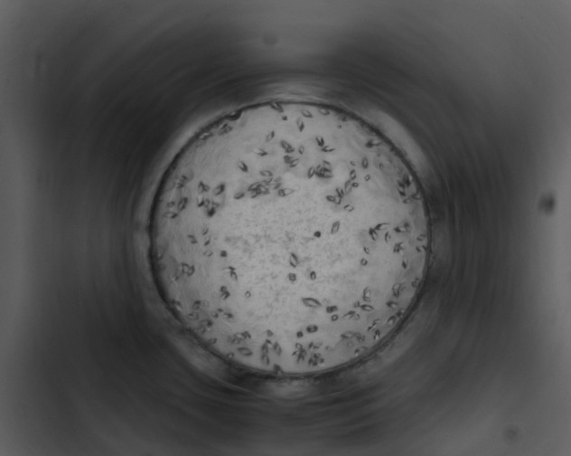 X0000102861435200809081256