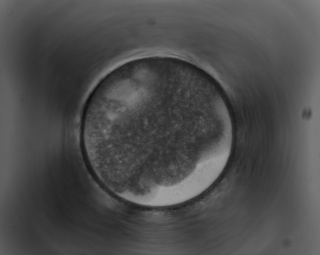 X0000102861508200809081254