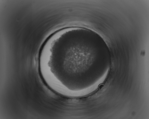 X0000102861515200809081255