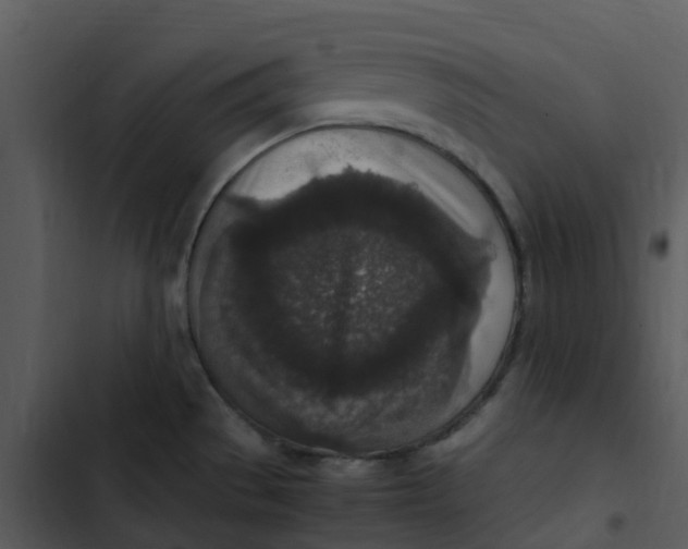 X0000102861529200809081255