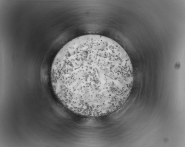 X0000102860074200809151221